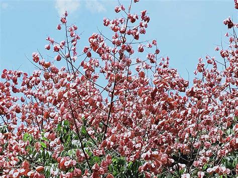 四季開花喬木|【四季開花喬木】四季絢爛，不間斷綻放！盤點台灣四季開花喬。